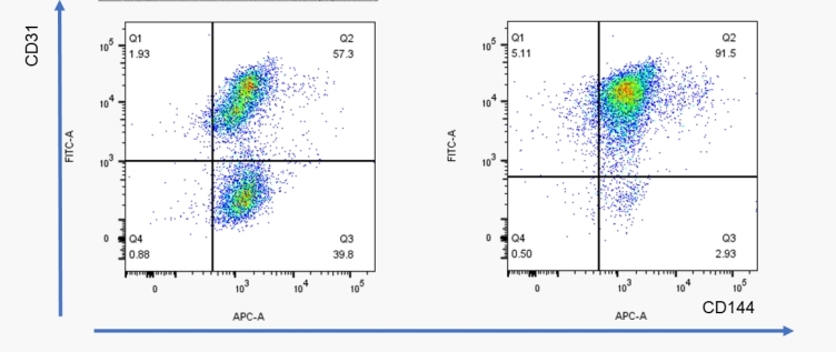 索码试剂盒内皮细胞CD144和CD31双阳性比例不输同类产品.jpg
