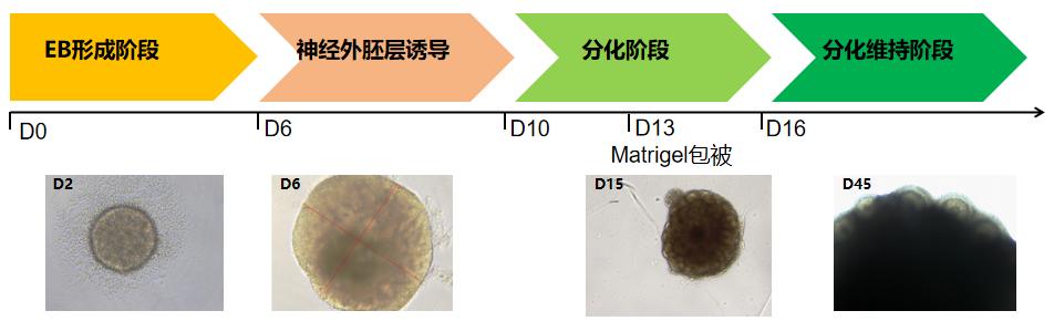 脑类器官分化.jpg