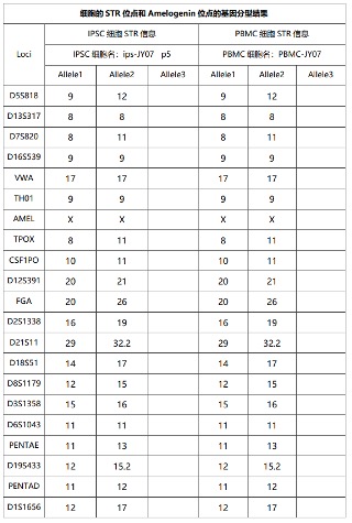 STR分型检测（PBMC与iPSC可供同时检测，若供体足量）：分型结果图